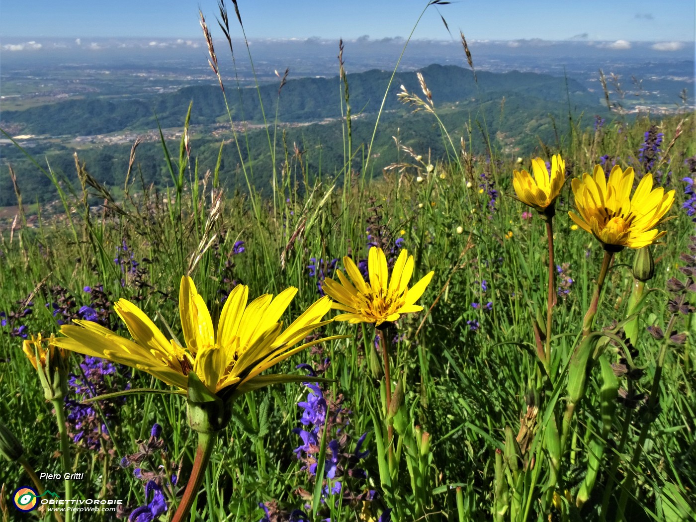 12 Scorzonera humilis (Scorzonera minore) con vista sulla Valle San Martino , le colline e la pianura.JPG